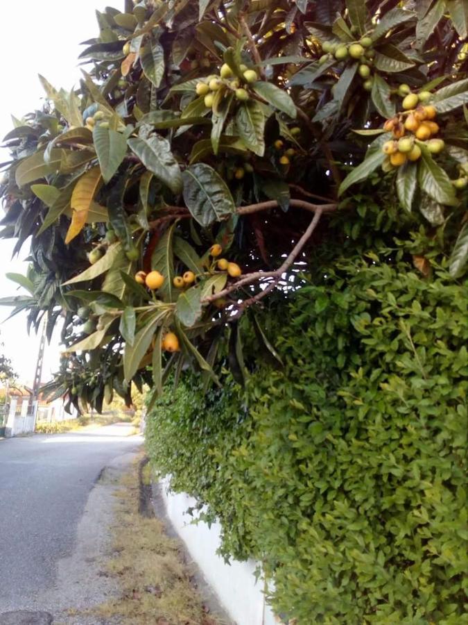 Casa Da Nespereira- Lugar Acolhedor Rodeado De Natureza Soure Εξωτερικό φωτογραφία