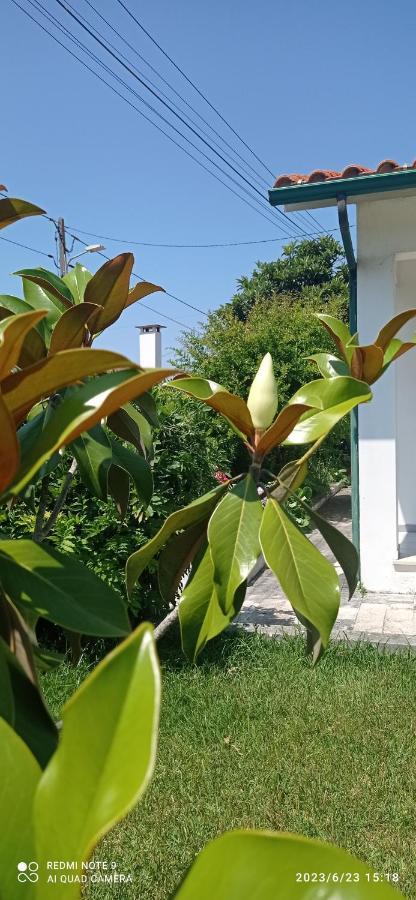 Casa Da Nespereira- Lugar Acolhedor Rodeado De Natureza Soure Εξωτερικό φωτογραφία